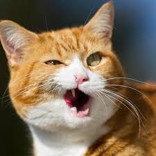 Funny cat hehehehehehehe