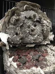Deal with spiders using your vacuum cleaner. Wasp Nests What A Nest Looks Like And What To Do About Them
