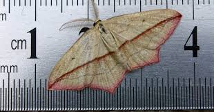 Image result for Timandra griseata