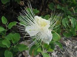 Image result for Capparis citrifolia