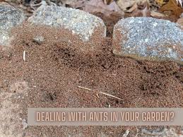 We did not find results for: How To Get Rid Of Ants In The Garden Naturally Mantis Pest Solutions