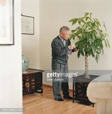 Money tree and feng shui. 34 Money Tree Ideas Money Trees Money Tree Plant Plants