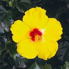 Image result for Hibiscus seineri