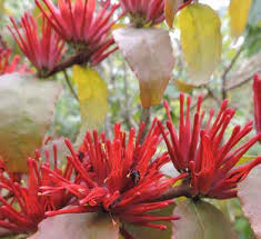 Image result for Crepidorhopalon goetzei