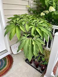 Image result for Sauromatum venosum