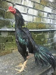 4 ayam termahal asli indonesia, harganya rp 40 juta per ekor. Gambar Ayam Peru Ninja Ayam Ak 47 Kaki Getar Youtube Juga Tersedia Dalam 1 Pilihan Warna Di Indonesia Sabbarryo