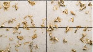 Tuck small satchels of lavender in dresser drawers or hang them in your closet. Reality Check Are Clothes Moths On The Rise Bbc News