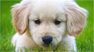 Some have lost their golden retriever or poodle to cancer or inherited disease, and hope that the hybrid. Golden Retriever Puppies For Sale Rockford Il Dogs Golden Retriever Retriever Puppy Golden Retriever Puppy