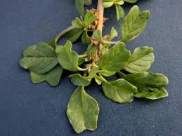 Image result for Amaranthus blitum