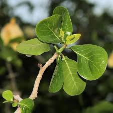 Image result for Gardenia volkensii