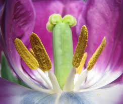 Parts of the flower include petals, sepals, one or more carpels (the female reproductive organs), and stamens (the male reproductive organs). Wallpaper Tulip Flower Anatomy