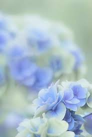 ✓ gratuito per uso commerciale ✓ nessuna. Pin Di Vathana Hd Su Whispered Dreams Talee Di Rosa Ortensie Immagini Di Fiori
