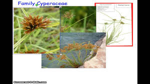 Image result for Cyperaceae