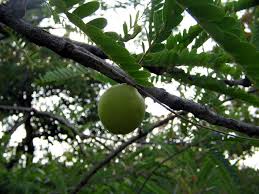 Image result for Phyllanthus fischeri