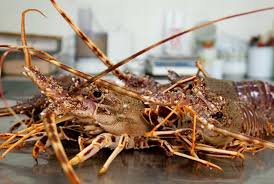 Prima ancora di pensare all'occorrente per cucinarli e alla. Aragosta Guida Al Crostaceo Piu Lussuoso Del Mondo Dissapore