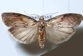 Image result for Acompsia subpunctella