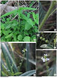 Image result for Caperonia