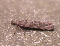 Image result for Teleiopsis diffinis