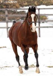 メイショウドトウとは、 アイルランド 生 まれの 元 競走馬 ・種 牡 馬 である。 世紀末 覇王 テイエムオペラオー の古 馬 時代最大の ライバル として立ちはだかった…むしろ 蹂 躙 された 馬 。 オペラ オーさん マジ 無慈悲 な 覇王 。 ãƒ¡ã‚¤ã‚·ãƒ§ã‚¦ãƒ‰ãƒˆã‚¦ Ire é¦¬ ç‰§å ´ æ–½è¨­æ¤œç´¢ ç«¶èµ°é¦¬ã®ãµã‚‹ã•ã¨æ¡ˆå†…æ‰€