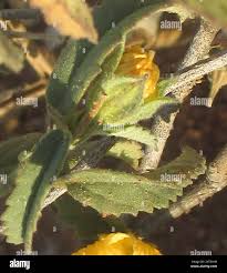 Image result for Sida ovata