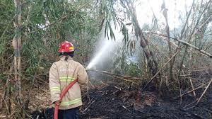 We did not find results for: Kebun Bambu 1 Hektare Di Wanayasa Purwakarta Terbakar Danru Sebut Api Meluas Sangat Cepat Tribun Jabar