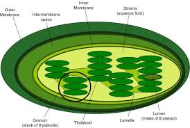 Difference Between Grana And Stroma Definition Structure Function Photosynthesis Organelles Biology