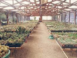 Mark has always gone out of his way to make every visit great for me. Cactus Selections Picture Of B B Cactus Farm Tucson Tripadvisor