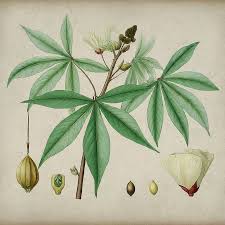 Image result for Abelmoschus