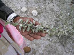 Image result for Catophractes alexandri