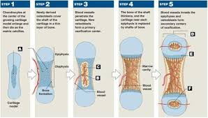 Structure of a long boneobservations:1.sketch and label the epiphysis of the beef bone observed 2.sketch and label the diaphysis of the beef bone: Chapter 6 A P Lecture Mastering Flashcards Quizlet