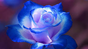 Download in under 30 seconds. Blue Rose Flower Images Hd Wallpaper