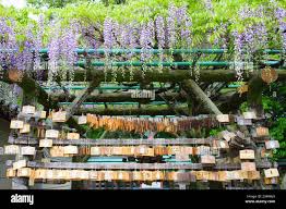 Image result for Psychotria linearisepala