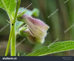 Image result for Ceratotheca sesamoides