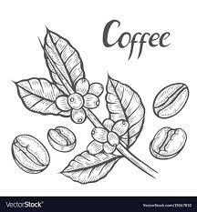 Hand Drawn Sketch Coffee Plant Branch With Leaf Berry Coffee Bean Fruit Seed Natural Organic Caffeine Green Coffee Plant Branch Vector Seed Illustration