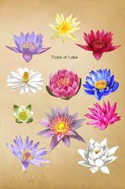 There are so many different types of flowers from different type of lotus flowers stock photo. Types Of Lotus Vintage Botanical Flower Illustrations Soft Cover Journal Diary Notebook With Lined Pages Amazon De Journals Floral Botanical Fremdsprachige Bucher