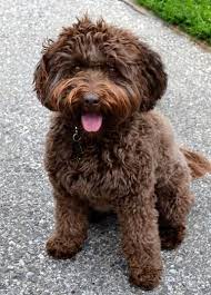 Golden Gate Labradoodles San Francisco Bay Area Labradoodle Labradoodle Breeders San Francisco Bay Area