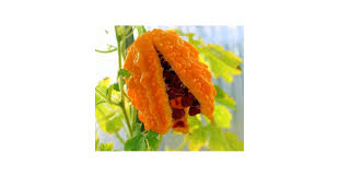 Image result for Momordica multiflora