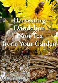 Ground roasted dandelion root is also available and does not need to to make a dandelion root tea use unroasted dandelion root, and omit the step for frothing the milk. Harvesting Dandelion Root Tea From Your Garden Before It Becomes Illegal