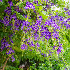 Image result for Duranta erecta