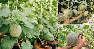 A companion planting guide such as this one will show you which. How To Grow Cantaloupes Vertically Growing Cantaloupe In Containers