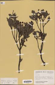 Image result for Tristicha trifaria