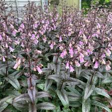 Image result for Penstemon