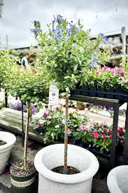 Image result for Plumbago