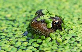 Do frogs eat goldfish water garden. Why Are Goldfish In Garden Ponds Threatening Frogs