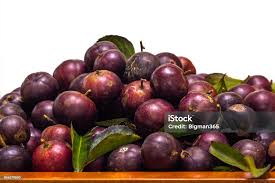 Image result for Flacourtia indica