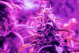 Can you use uvb lights to grow plants. Uvb Light And Boosting Thc Potency California Lightworks