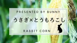 うさぎはとうもろこしを食べていい 茹でや皮 芯やヒゲ 食べ方や注意点 Bunnylover バニラバ