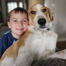 Alvin is named after Alvin the Chipmunk because of that cute little tuft of  fur between his ears just like Alvin the Chipmunk! 7 months old, super  friendly! Always