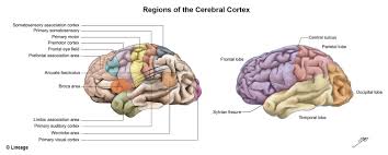 Like other sensory areas, there is a map the primary somatosensory cortex was initially defined from surface stimulation studies of wilder penfield, and parallel surface potential studies of. Cerebral Cortex Neurology Medbullets Step 1