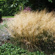 Хотите купить саженцы щучки(луговика) дернистой голдшлеер (deschampsia cespitosa goldschleier)?зайдите на. Wald Schmiele Goldschleier Deschampsia Cespitosa Goldschleier Native Plants